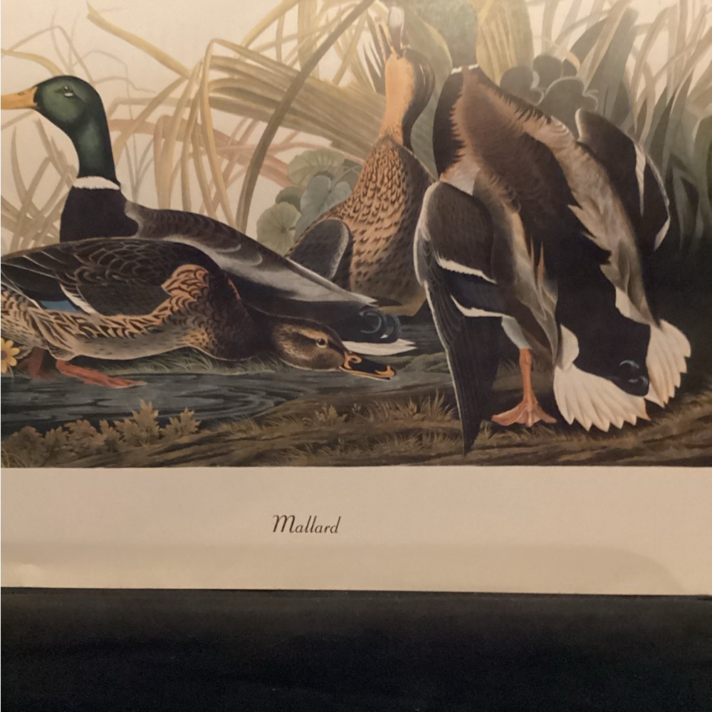 Mallard duck print for framing.